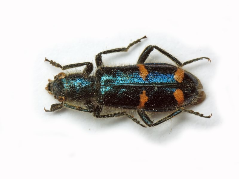 Trichodes ircutensis (Laxmann, 1770)